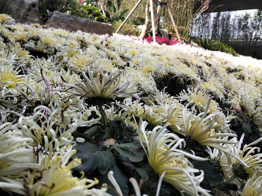 菊，紫琅湖畔迎金秋