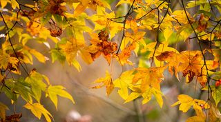 秋日耳语，红林黄谷，美景与美食的碰撞