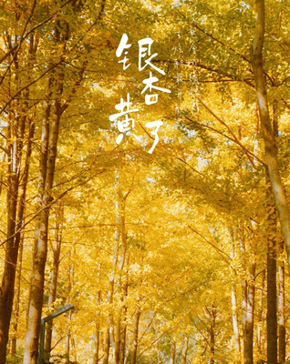 在魔都赏银杏，推荐免费公园—黎安公园