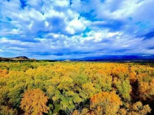 湿地古杨风景区