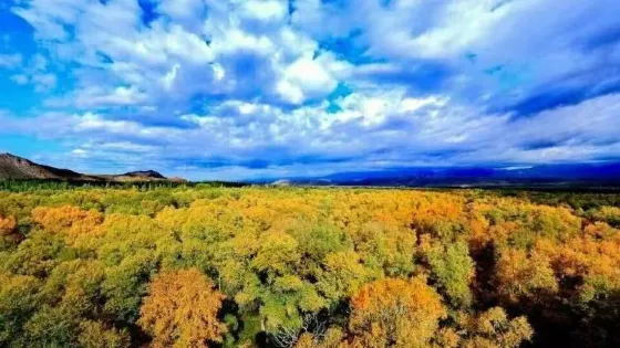 濕地古楊風景區