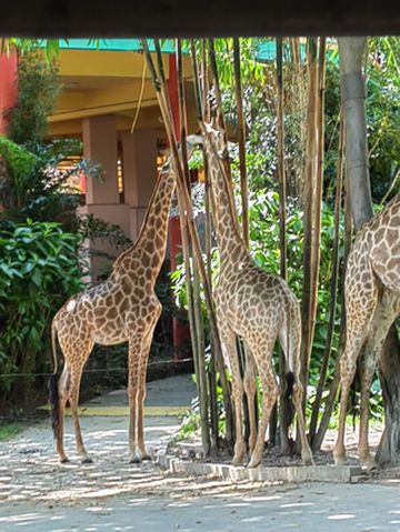 溜娃就去长隆野生动物园