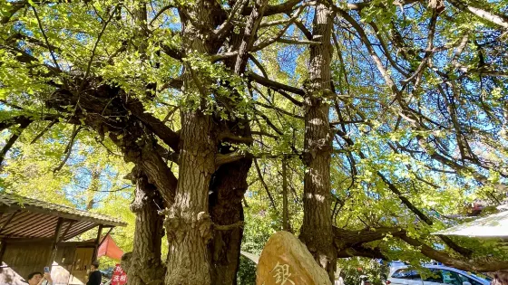 雲台山幹年銀杏王