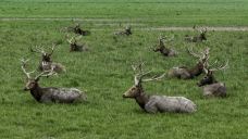 石首麋鹿国家级自然保护区-石首