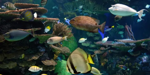 加拿大瑞普利水族館