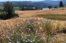 Catherine Creek Day Use Area/Trailhead-克利基塔特县-Laird_Torrance