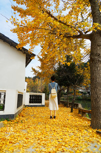黄陂区游记图文-扫“黄”何必到腾冲，武汉“北极村”百年银杏树，更“黄”更纯粹
