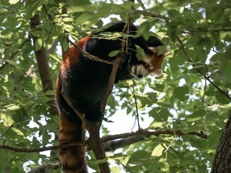 上海野生動物園