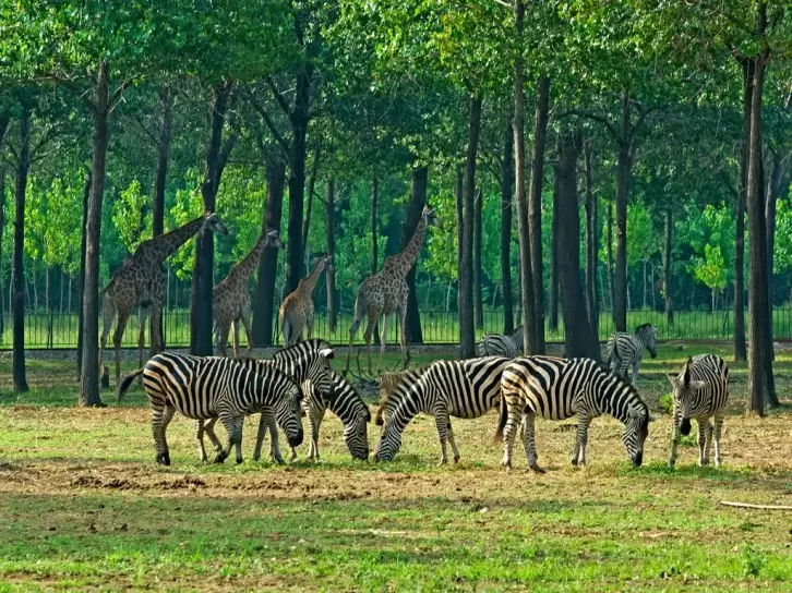 秦皇岛野生动物园-秦皇岛-睡恣@M丶