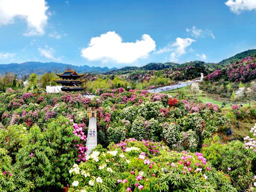 百里杜鹃风景区