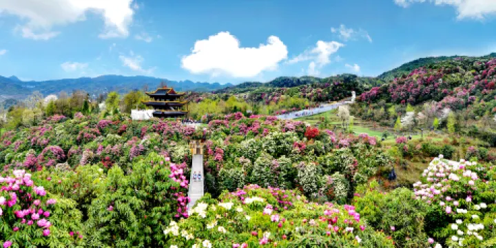 百里杜鵑風景區