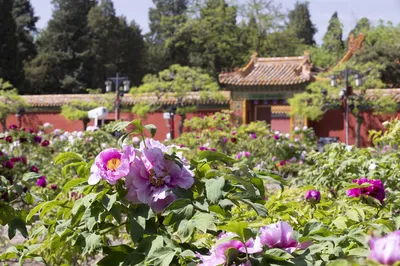 北京赏牡丹花