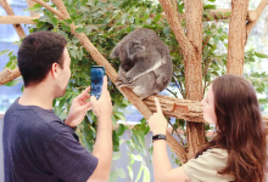 龙柏考拉保护区景点图片