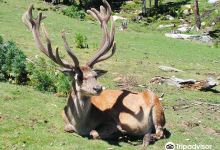 Animal Park Angles in Capcir景点图片
