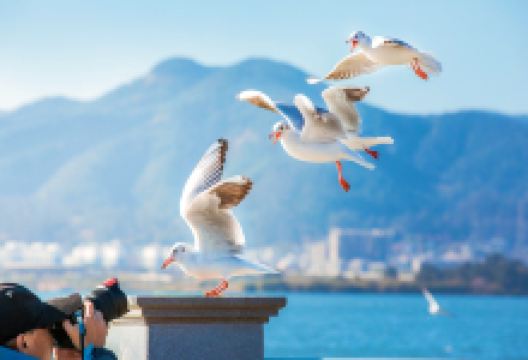 海埂公园景点图片