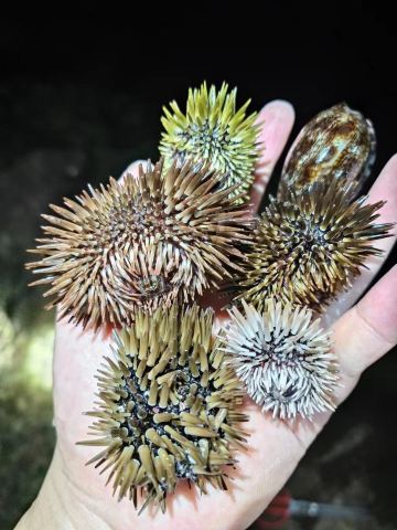 小东海赶海体验区