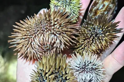 小东海赶海体验区