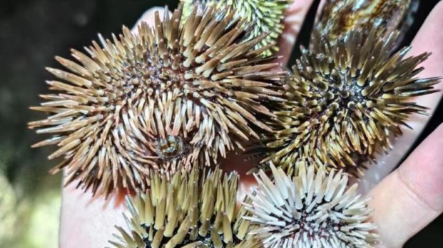 小东海赶海体验区