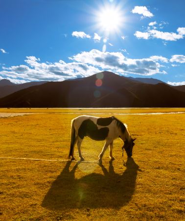 9D8N • Yunnan 9-day 8-night tour: Kunming + Dali + Lijiang + Shangri-La - Daily departures: English-speaking guide, 24-hour online concierge service, 4-diamond hotels throughout & Yunnan cuisine