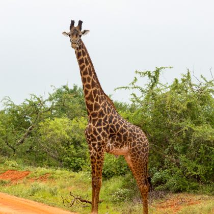 桑布鲁自然保护区+甜水野生动物保护区+奈瓦沙+安波塞利国家公园+博戈里亚湖+肯尼亚山+马赛马拉国家保护区10日9晚私家团