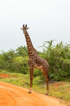 安波塞利国家公园-Amboseli