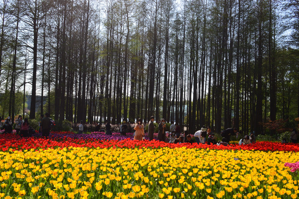 南京人看南京——“郁”见中山植物园南园