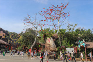 槟榔谷木棉花开满山坡,一片红艳赏心目