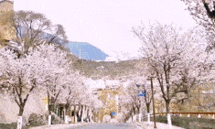 惊艳!阿坝州这座小城的春色“关”不住了!