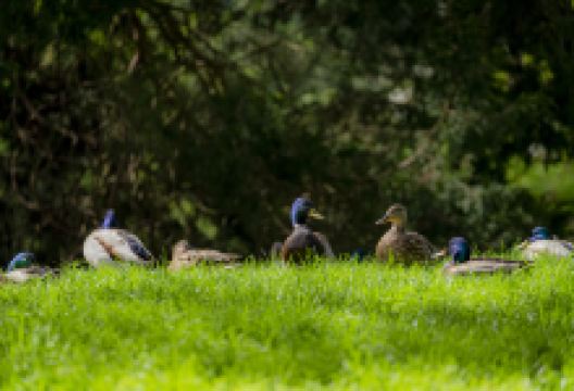 Idylwood Park景点图片