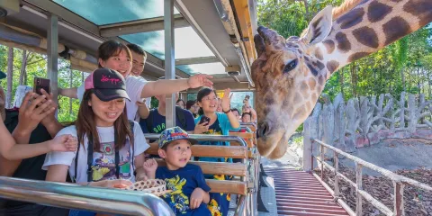 清邁夜間野生動物園