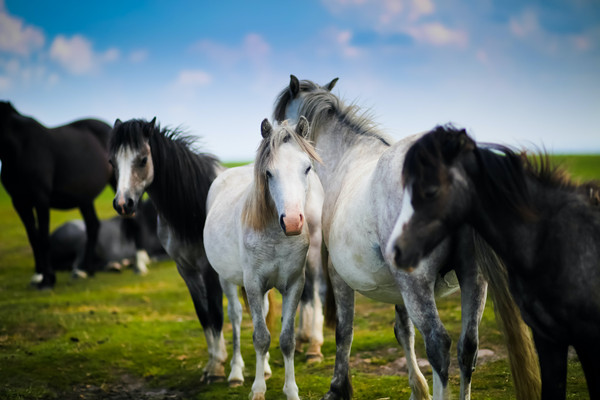 无疆牧场：所有马都需要的 11 种维生素和矿物质
