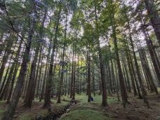 神农谷国家森林公园-炎陵-C-IMAGE