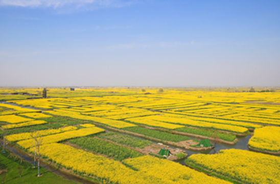 阳春三月，油菜花开，水润兴化，如诗如画