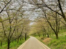 贵安樱花园-安顺-麻烦的昵称123