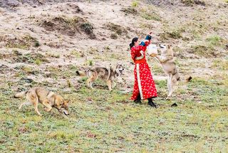 坝上独有的野生风景，草原狼与人共存，罕见的一幕