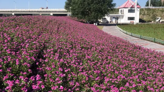 通遼薰衣草園