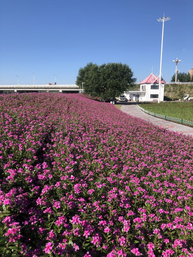 通辽薰衣草庄园旅行图片 3
