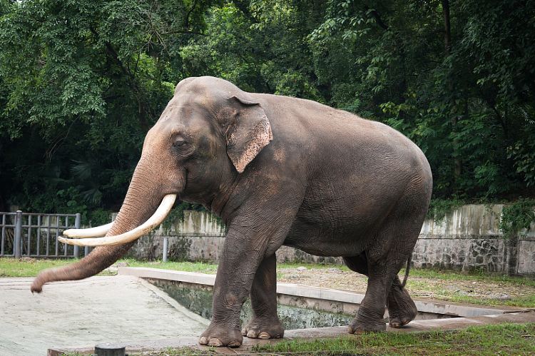 重慶動物園