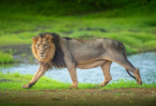 狮子园景点图片