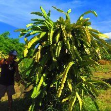 Maui Dragon Fruit Farm-茂宜县-YoYo_4D5J3P8H