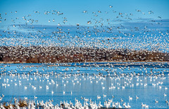 加拿大游记图片] 【好旅知时节】加拿大蒙特利尔周边（四月）