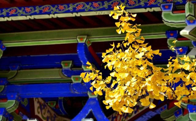 龙兴寺旅行图片 6