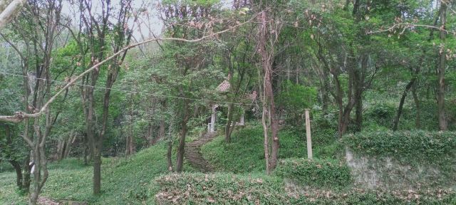 凤凰山国家森林公园旅行图片 9