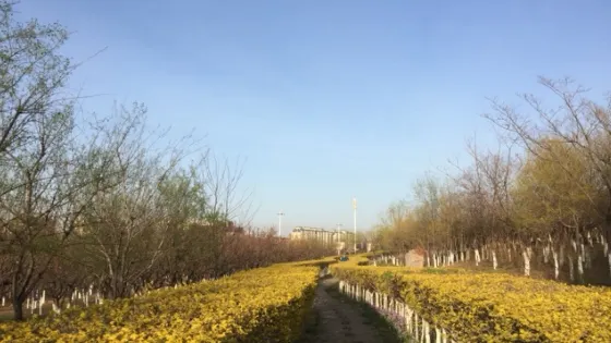 森林公園