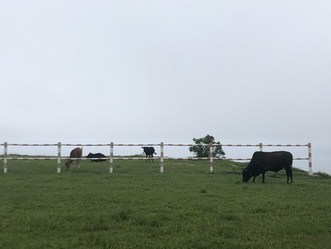 上川岛2日游(佛山出发)