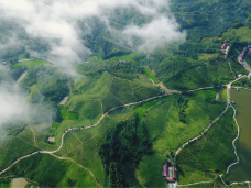 云峰山万亩茶园景区-随县-C-IMAGE