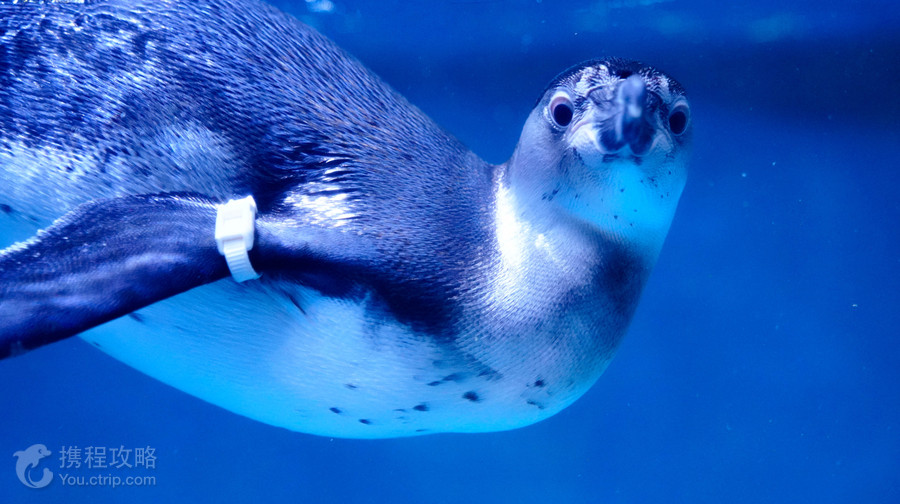 愛來水族館 大邱