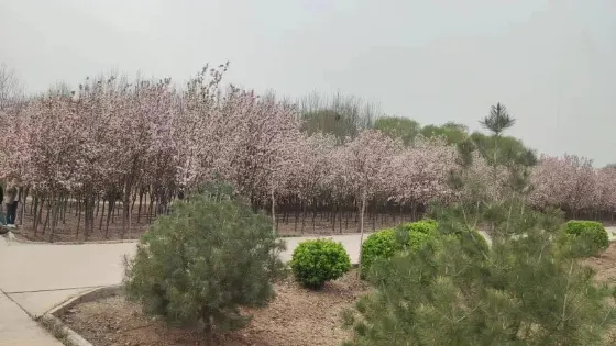 新鄉市植物園