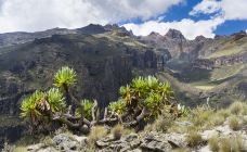 肯尼亚山国家公园-Mount Kenya Forest