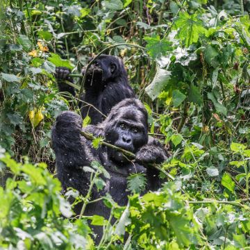 乌干达布恩迪难以穿越的国家公园+伊丽莎白女王国家公园+基巴莱森林国家公园+姆布罗湖国家公园+恩德培9日6晚跟团游